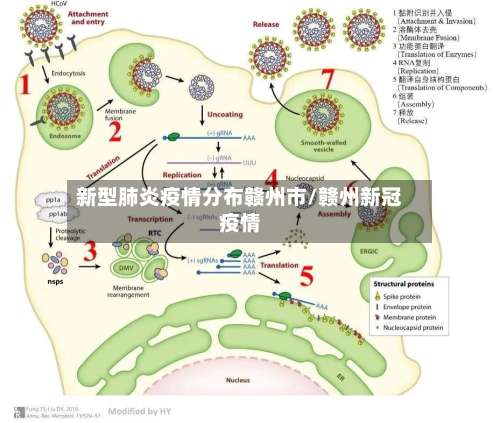 新型肺炎疫情分布赣州市/赣州新冠疫情-第1张图片