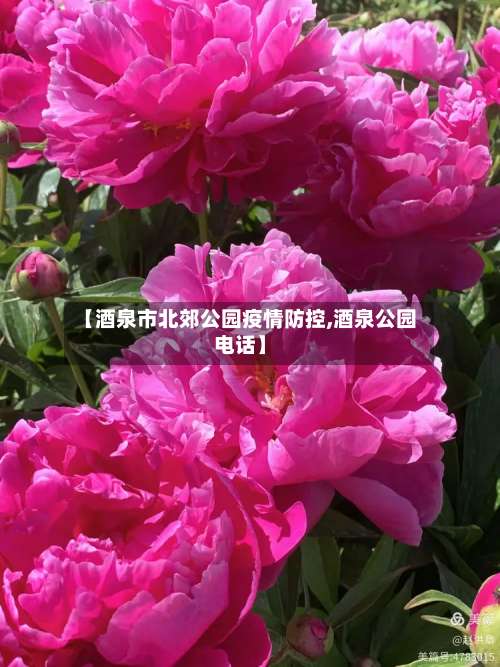 【酒泉市北郊公园疫情防控,酒泉公园电话】-第1张图片