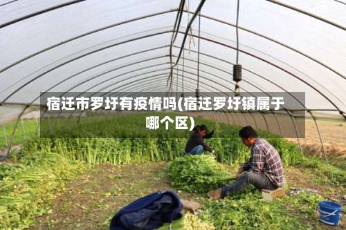 宿迁市罗圩有疫情吗(宿迁罗圩镇属于哪个区)-第1张图片